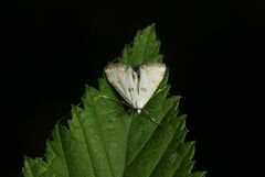 Cataclysta lemnata