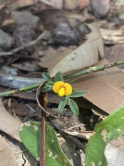 Stylosanthes viscosa