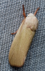 Cryptophasa rubescens