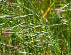 Bromus diandrus