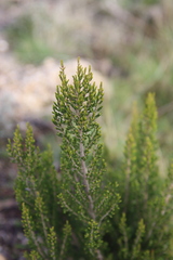 Erica arborea