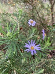 Olearia tenuifolia