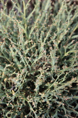 Genista tridentata