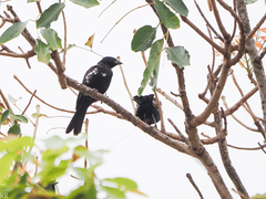 Bubalornis albirostris