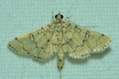 Nacoleia