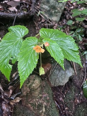 Begonia sutherlandii
