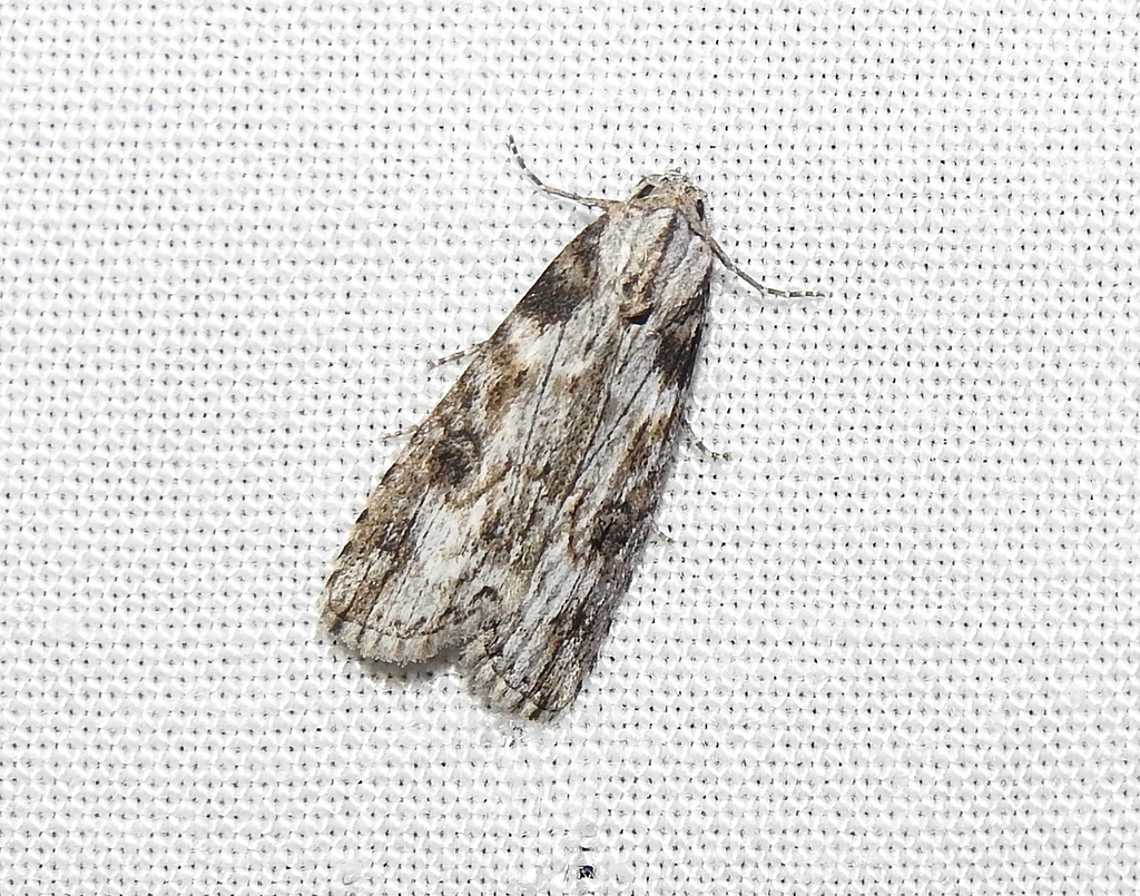 Calathusa ischnodes