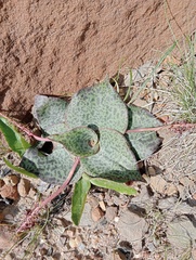 Ledebouria ovatifolia