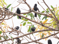 Bubalornis albirostris