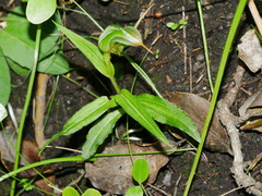 Pterostylis montana