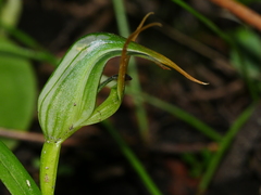 Pterostylis montana