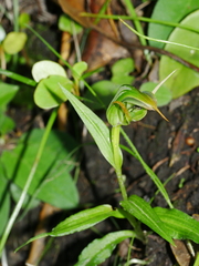 Pterostylis montana