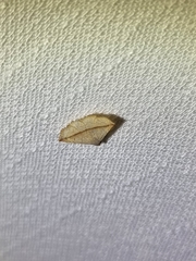 Eublemma perversicolor