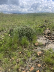 Euphorbia pulvinata