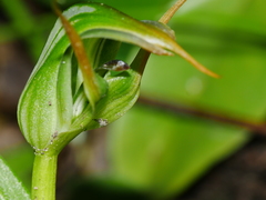 Pterostylis montana