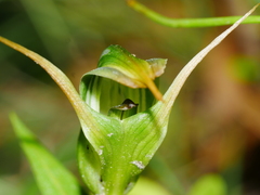 Pterostylis montana