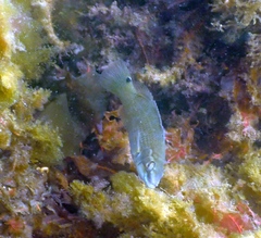 Ctenolabrus rupestris