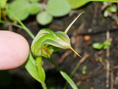 Pterostylis montana