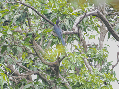 Lophoceros fasciatus
