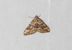 Epyaxa agelasta