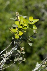 Mystroxylon aethiopicum