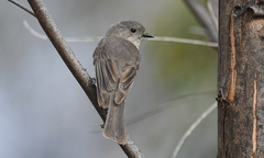 Pachycephala fuliginosa