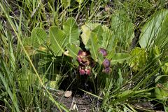Pachycarpus concolor