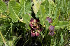 Pachycarpus concolor