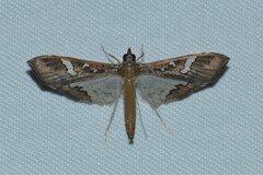 Maruca vitrata