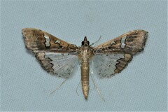 Maruca vitrata