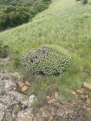 Euphorbia pulvinata