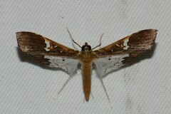 Maruca vitrata