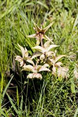 Pachycarpus coronarius