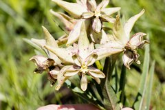 Pachycarpus coronarius