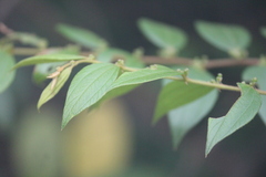 Ziziphus oenopolia