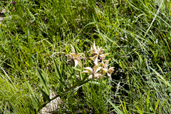 Pachycarpus coronarius