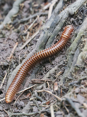 Thyropygus allevatus