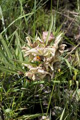 Pachycarpus coronarius