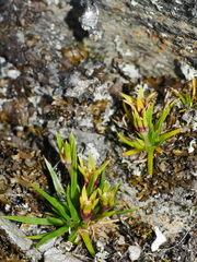 Colobanthus strictus