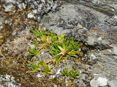 Colobanthus strictus