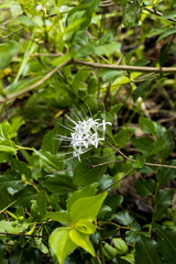 Pavetta capensis capensis