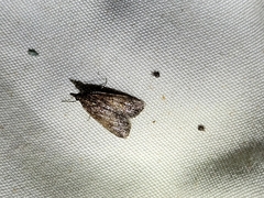 Eudonia asterisca