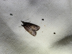 Eudonia asterisca