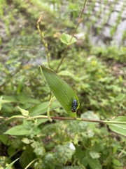 Chrysomya megacephala