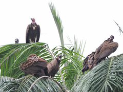 Necrosyrtes monachus