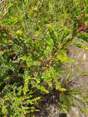 Thryptomene calycina
