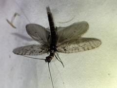 Archichauliodes diversus