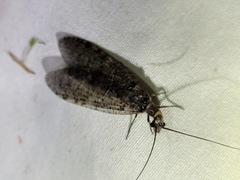 Archichauliodes diversus