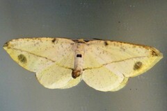 Omiza miliaria
