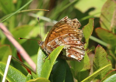 Boloria